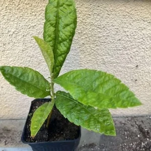 Golden Loquat Live Plant - Loquat Tree for Outdoor Garden in 3 Inch Pot - Image 7