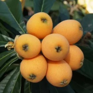 Golden Loquat Live Plant - Loquat Tree for Outdoor Garden in 3 Inch Pot - Image 1
