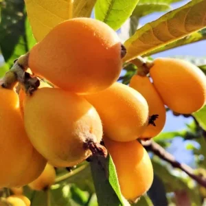 Golden Loquat Tree Live Plant – Healthy Seedling in 4 Inch Pot – Tropical Fruit - Image 2