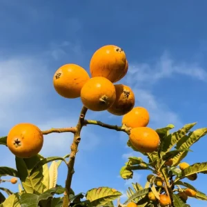 Golden Loquat Tree Live Plant – Healthy Seedling in 4 Inch Pot – Tropical Fruit - Image 3