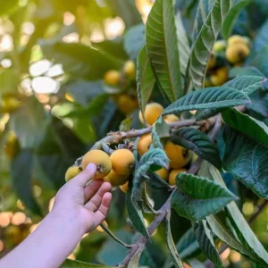 Golden Loquat Tree Live Plant – Healthy Seedling in 4 Inch Pot – Tropical Fruit - Image 5