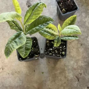 Golden Loquat Tree Live Plant – Healthy Seedling in 4 Inch Pot – Tropical Fruit - Image 7