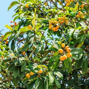 Golden Loquat Tree Live Plant – Healthy Seedling in 4 Inch Pot – Tropical Fruit - Image 8