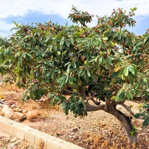 Golden Loquat Tree Live Plant – Healthy Seedling in 4 Inch Pot – Tropical Fruit - Image 9