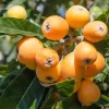 Golden Loquat Tree Live Plant – Healthy Seedling in 4 Inch Pot – Tropical Fruit - Image 1