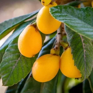 Golden Loquat Tree Seedlings - Set of 3 Live Tropical Fruit Plants in 4 Inch Pots - Image 2