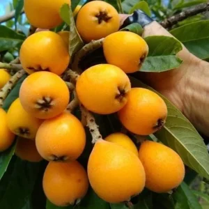 Golden Loquat Tree Seedlings - Set of 3 Live Tropical Fruit Plants in 4 Inch Pots - Image 3