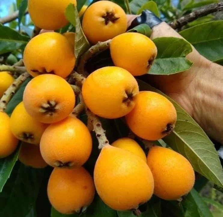 Golden Loquat Tree Seedlings - Set of 3 Live Tropical Fruit Plants in 4 Inch Pots - Image 3