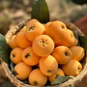 Golden Loquat Tree Seedlings - Set of 3 Live Tropical Fruit Plants in 4 Inch Pots - Image 4