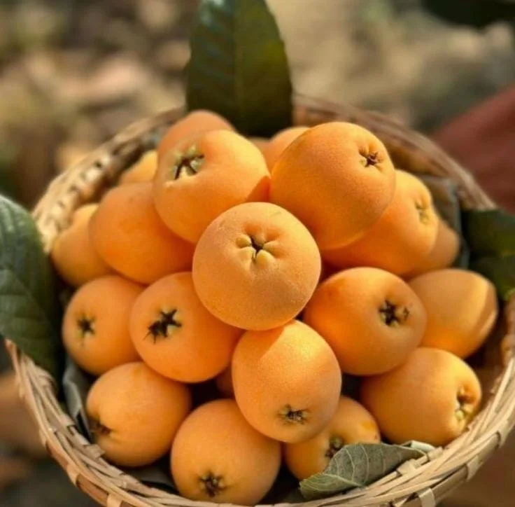 Golden Loquat Tree Seedlings - Set of 3 Live Tropical Fruit Plants in 4 Inch Pots - Image 4
