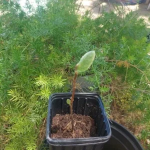 Golden Loquat Tree Seedlings - Set of 3 Live Tropical Fruit Plants in 4 Inch Pots - Image 5