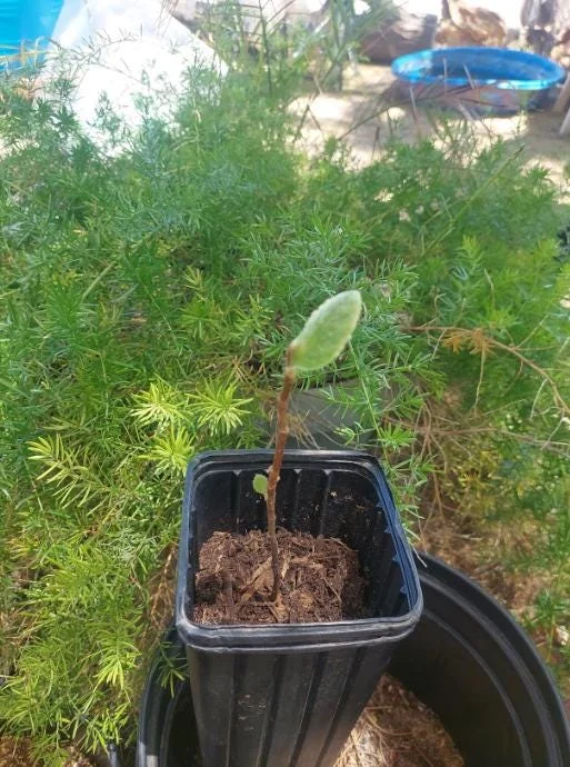 Golden Loquat Tree Seedlings - Set of 3 Live Tropical Fruit Plants in 4 Inch Pots - Image 5