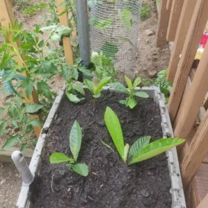 Golden Loquat Tree Seedlings - Set of 3 Live Tropical Fruit Plants in 4 Inch Pots - Image 6