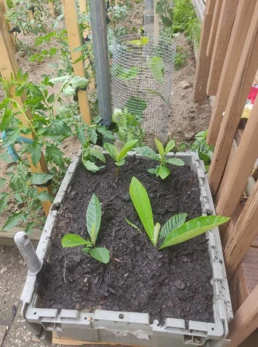 Golden Loquat Tree Seedlings - Set of 3 Live Tropical Fruit Plants in 4 Inch Pots - Image 6