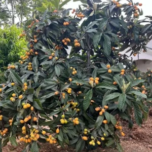 Golden Loquat Tree Seedlings - Set of 3 Live Tropical Fruit Plants in 4 Inch Pots - Image 7