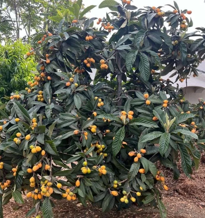 Golden Loquat Tree Seedlings - Set of 3 Live Tropical Fruit Plants in 4 Inch Pots - Image 7