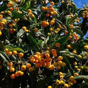Golden Loquat Tree Seedlings - Set of 3 Live Tropical Fruit Plants in 4 Inch Pots - Image 8