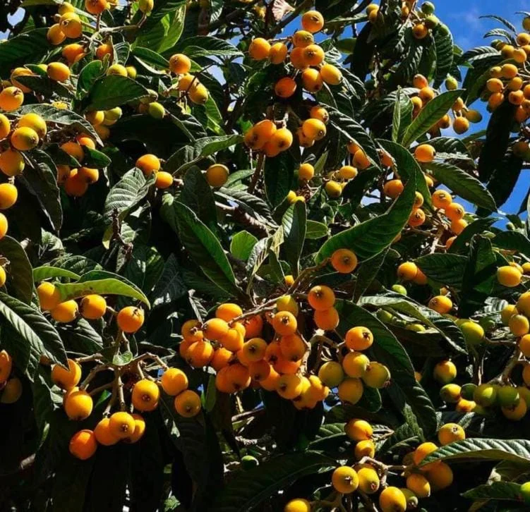 Golden Loquat Tree Seedlings - Set of 3 Live Tropical Fruit Plants in 4 Inch Pots - Image 8
