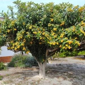 Golden Loquat Tree Seedlings - Set of 3 Live Tropical Fruit Plants in 4 Inch Pots - Image 9