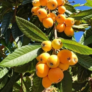 Golden Loquat Tree Seedlings - Set of 3 Live Tropical Fruit Plants in 4 Inch Pots - Image 1