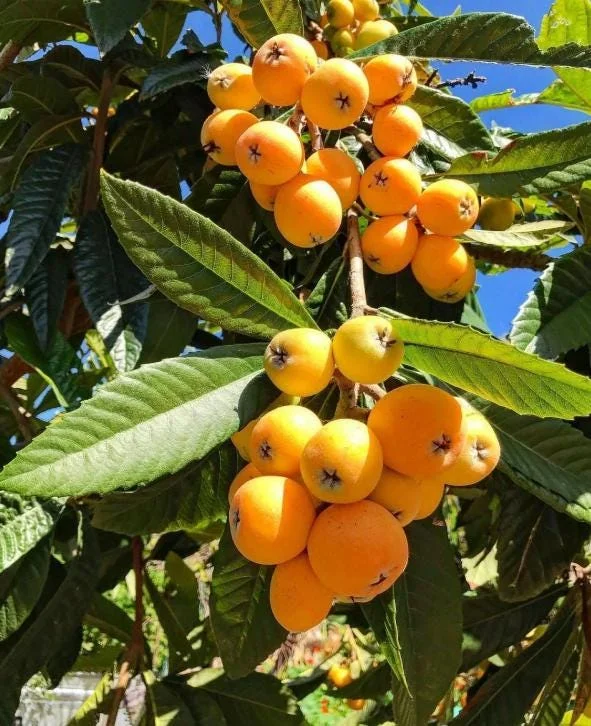 Golden Loquat Tree Seedlings - Set of 3 Live Tropical Fruit Plants in 4 Inch Pots - Image 1