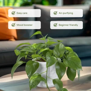 Golden Pothos Live Plant - 3-5