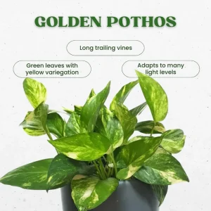 Golden Pothos Live Plant - 3-5