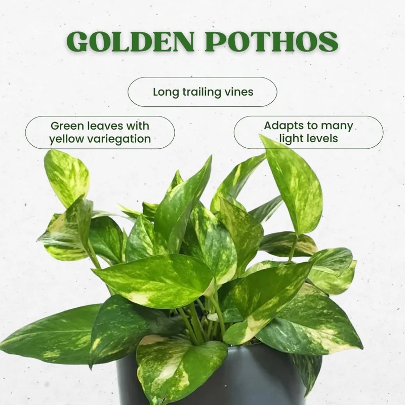 Golden Pothos Live Plant - 3-5" Tall Easy Care Indoor Houseplant - Image 3