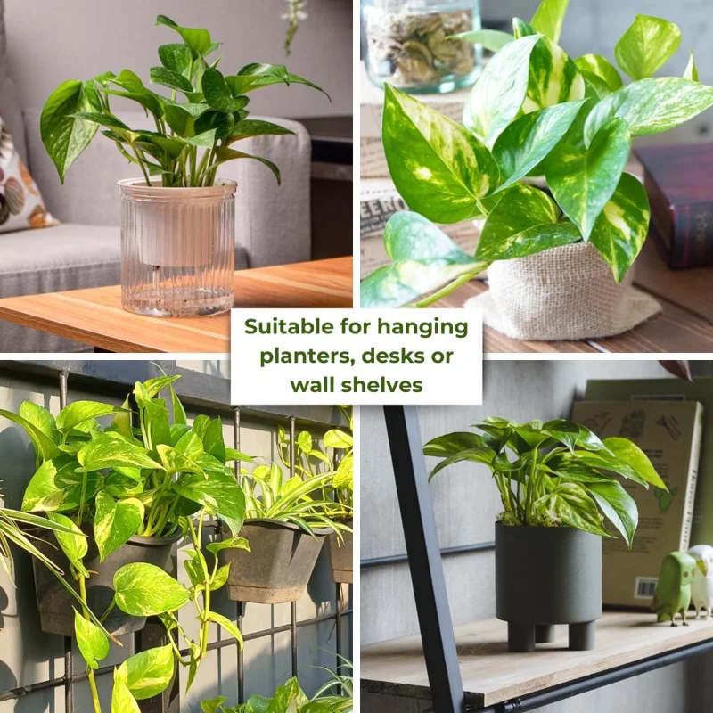 Golden Pothos Live Plant - 3-5" Tall Easy Care Indoor Houseplant - Image 4