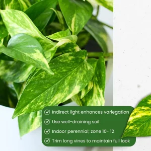 Golden Pothos Live Plant - 3-5