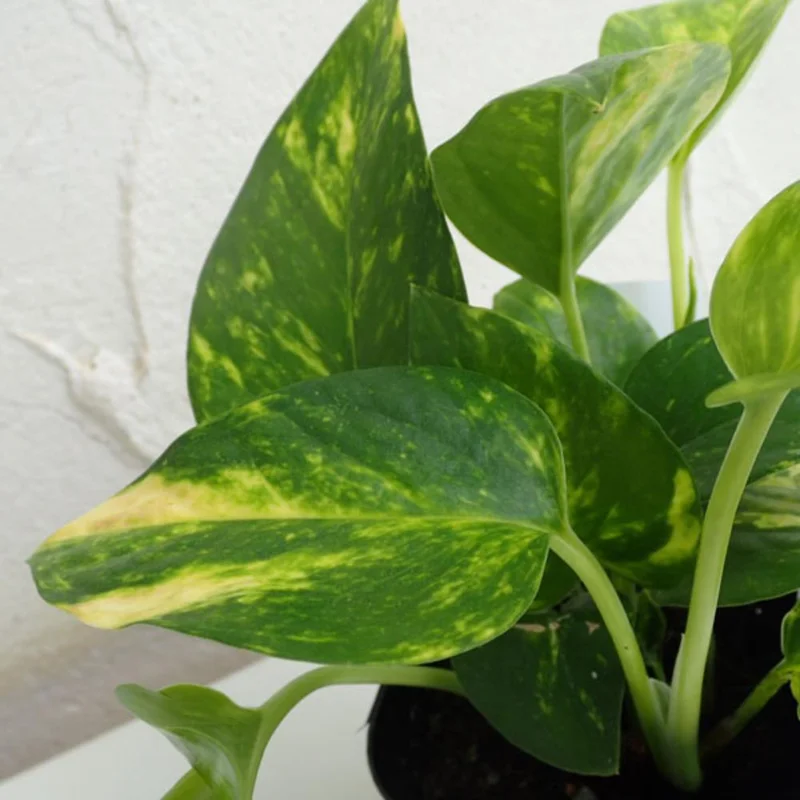 Golden Pothos Live Plant - 3-5" Tall Easy Care Indoor Houseplant - Image 6