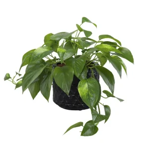 Golden Pothos Live Plant - 3-5