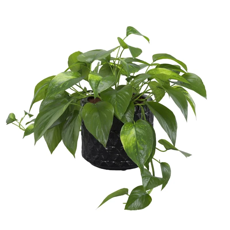 Golden Pothos Live Plant - 3-5" Tall Easy Care Indoor Houseplant - Image 1