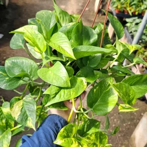 Golden Pothos Live Plant – 6in Pot – Epipremnum Aureum – Indoor Houseplant - Image 2