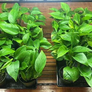 Golden Pothos Live Plant – Air Purifying Houseplant – 3-5 Inch Tall – 4 Inch Pot - Image 2