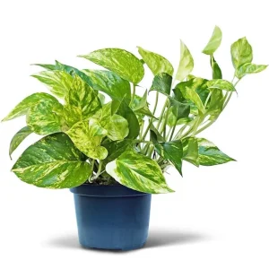 Golden Pothos Live Plant – Air Purifying Houseplant – 3-5 Inch Tall – 4 Inch Pot - Image 1