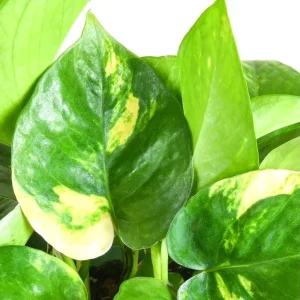 Golden Pothos Live Plant – Air Purifying Houseplant – 3-5 Inch Tall – 4 Inch Pot - Image 3