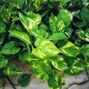 Golden Pothos Live Plant – Air Purifying Houseplant – 3-5 Inch Tall – 4 Inch Pot - Image 4