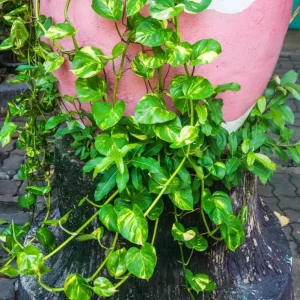 Golden Pothos Live Plant – Air Purifying Houseplant – 3-5 Inch Tall – 4 Inch Pot - Image 5