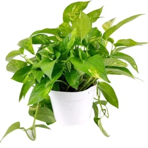 Golden Pothos Live Plant – Air Purifying Houseplant – 3-5 Inch Tall – 4 Inch Pot - Image 6