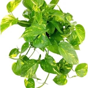 Golden Pothos Live Plant – Air Purifying Houseplant – 3-5 Inch Tall – 4 Inch Pot - Image 7