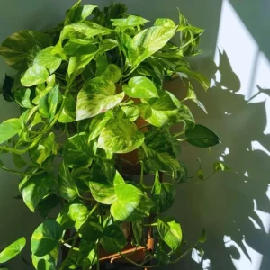 Golden Pothos Live Plant – Air Purifying Houseplant – 3-5 Inch Tall – 4 Inch Pot - Image 8