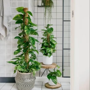 Golden Pothos Live Plant – Air Purifying Houseplant – 3-5 Inch Tall – 4 Inch Pot - Image 9