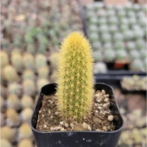 Golden Rat Tail Cactus Live Plant 2 Inch - Indoor/Outdoor Succulent - Image 2