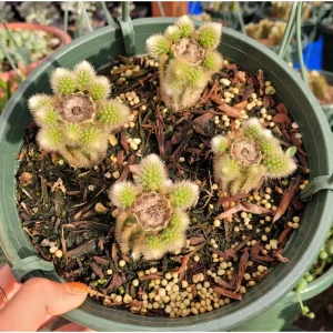 Golden Rat Tail Cactus Live Plant 2 Inch - Indoor/Outdoor Succulent - Image 3