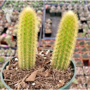 Golden Rat Tail Cactus Live Plant 2 Inch - Indoor/Outdoor Succulent - Image 4