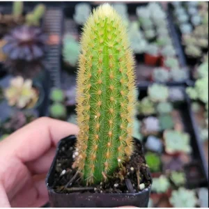 Golden Rat Tail Cactus Live Plant 2 Inch - Indoor/Outdoor Succulent - Image 5