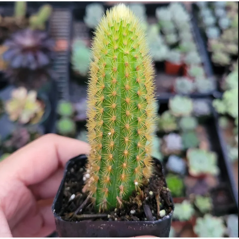 Golden Rat Tail Cactus Live Plant 2 Inch - Indoor/Outdoor Succulent - Image 5