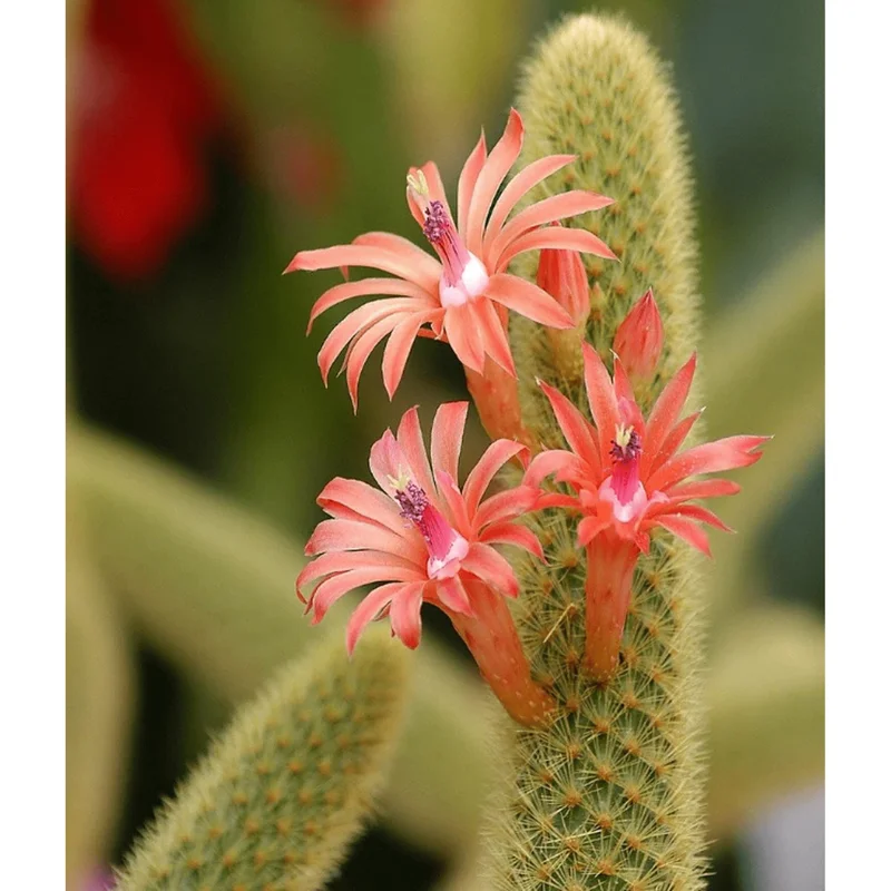 Golden Rat Tail Cactus Live Plant 2 Inch - Indoor/Outdoor Succulent - Image 6