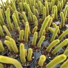 Golden Rat Tail Cactus Live Plant 2 Inch - Indoor/Outdoor Succulent - Image 1